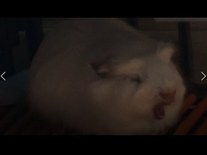 기니피그 형제 뭉실이 구름이 일상 1편 / Introducing the Guinea Pig Brothers! 기니피그 형제 뭉실이 구름이 일상 1편 / Introducing the Guinea Pig Brothers!