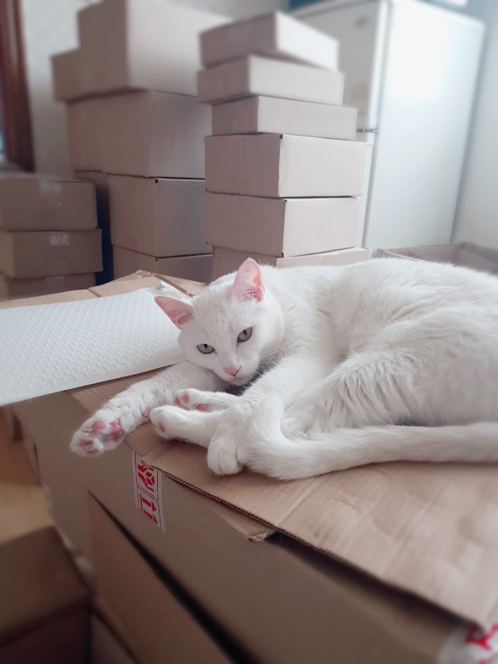  모양별 고양이 꼬리 언어에 대해서!