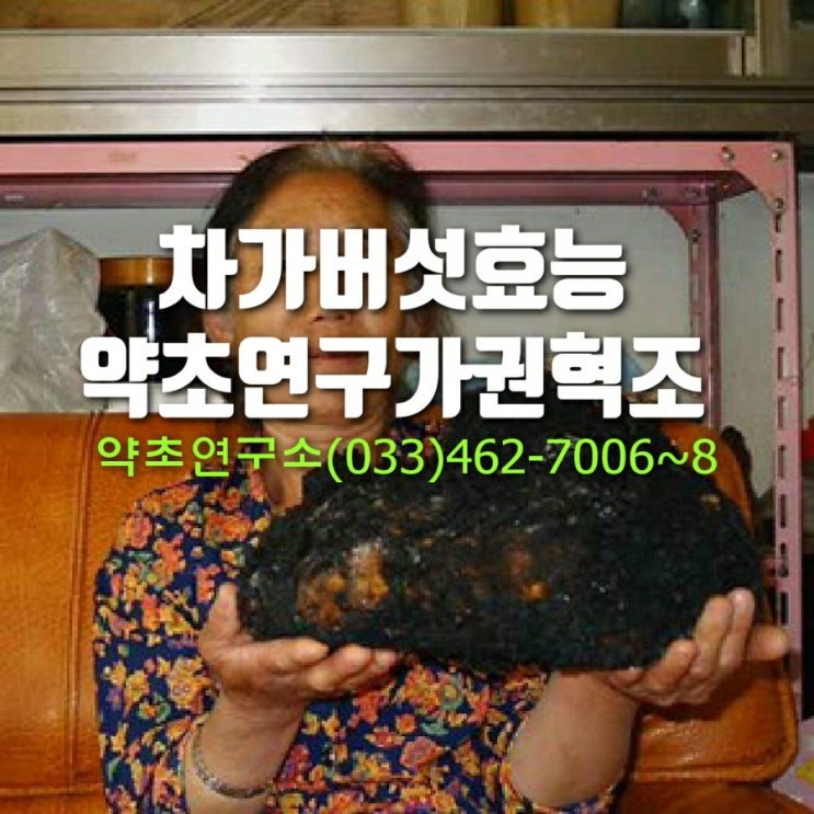  차가버섯효능