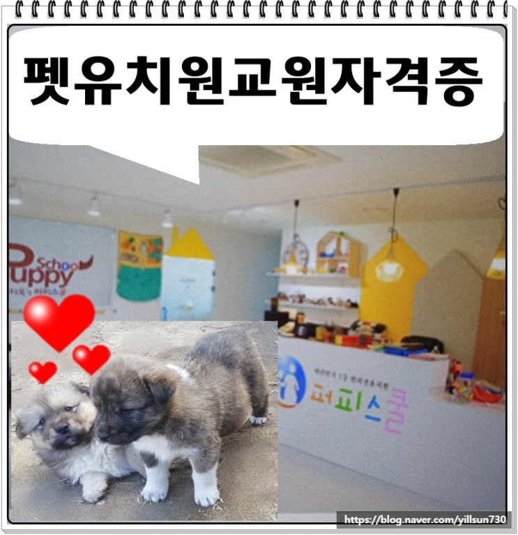  펫유치원교원자격증 과정 취업 창업 알아보기