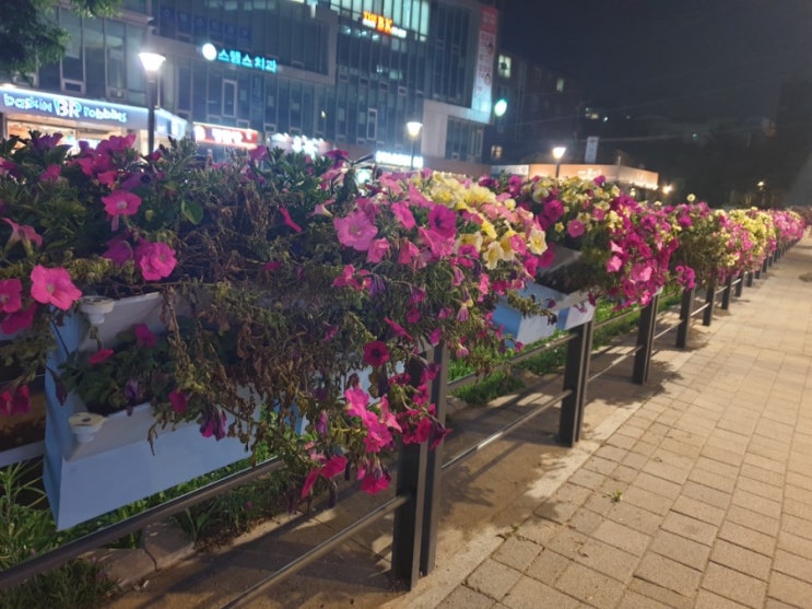  거리 꽃들이 참 예쁘네요