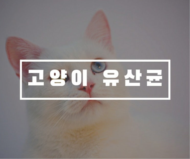  고양이 유산균, 비니백 플러스