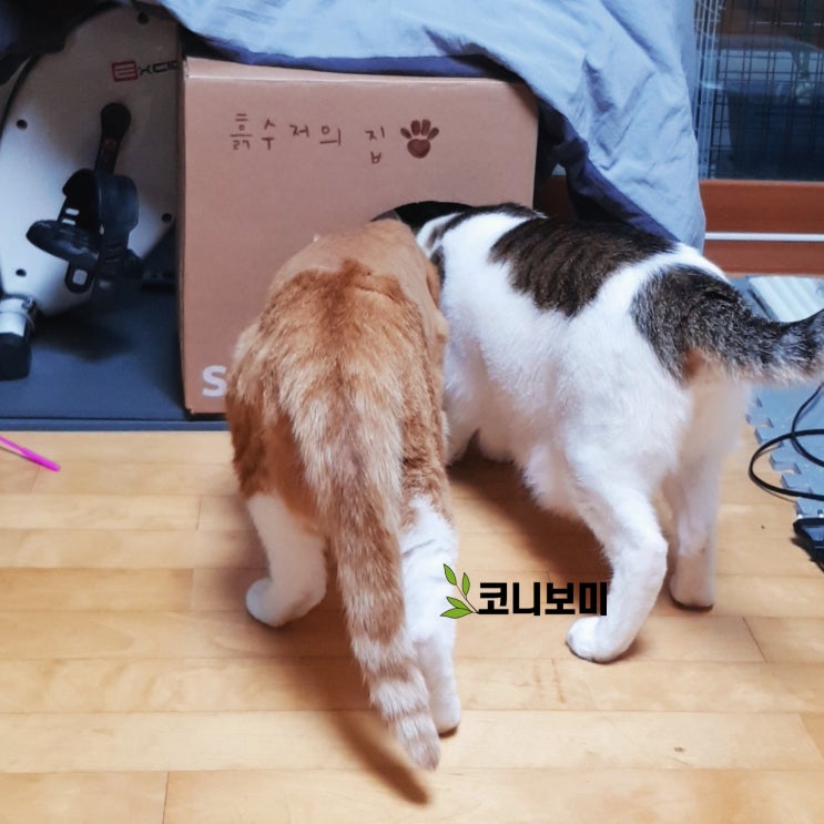 코니보미 일상 0525 코니보미 일상 0525