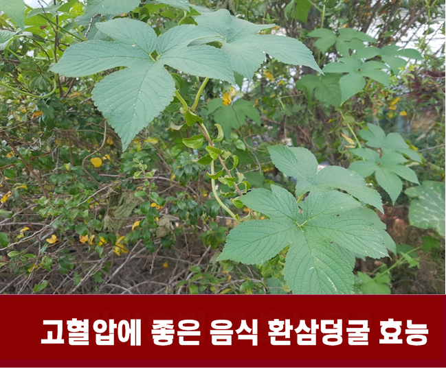 폐결핵과 고혈압에 좋은 2