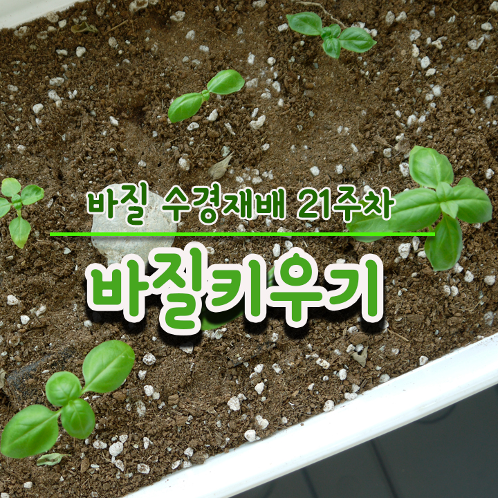  바질키우기 21주차/바질물주기