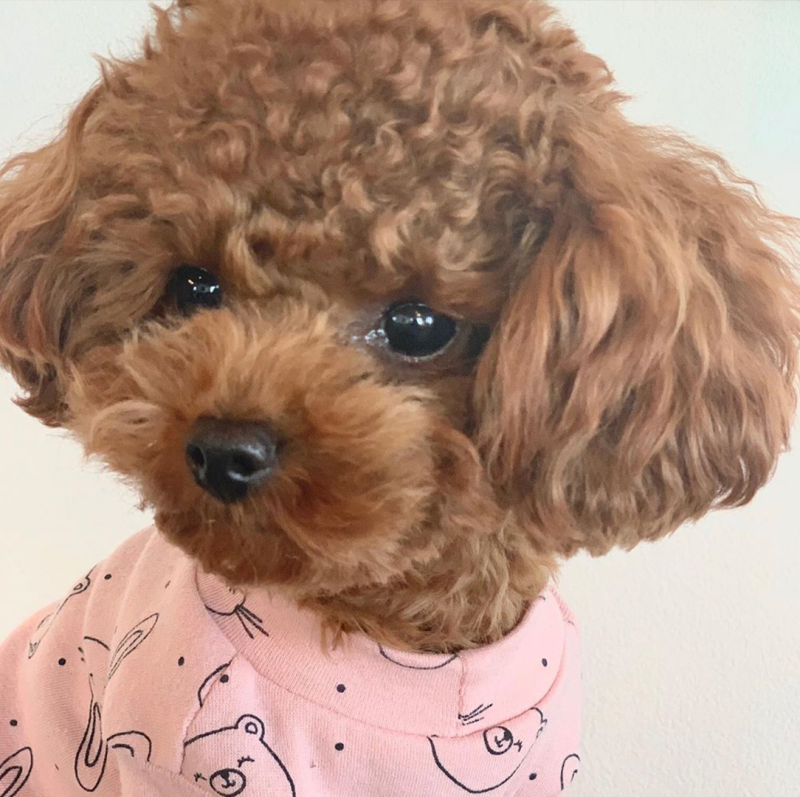 푸들, 푸들 미니 크림 푸들 퍼피 데일리