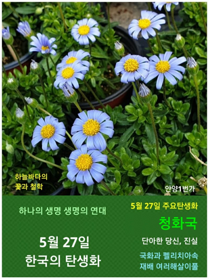청화국 (블루데이지) / 국화과, 5월 27일 한국의 탄생화 : 네이버 블로그