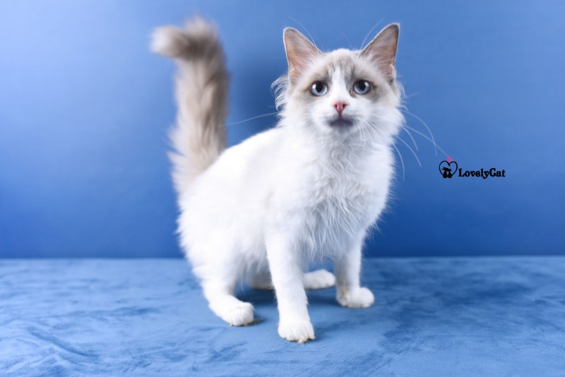 랙돌 렉돌 고양이 분양 ] 블루 바이 컬러 , 렉돌 캐터리/블리돌스 : 네이버 블로그