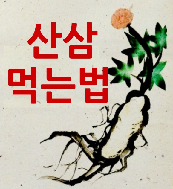  산삼먹는법 알아봅니다.(정독편)