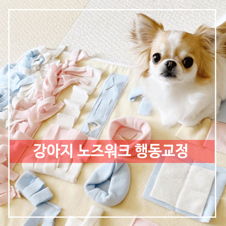  강아지 장난감 노즈워크 행동교정