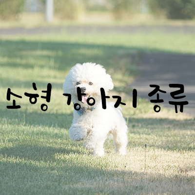 소형 강아지 종류 대표 5가지 소형 강아지 종류 대표 5가지