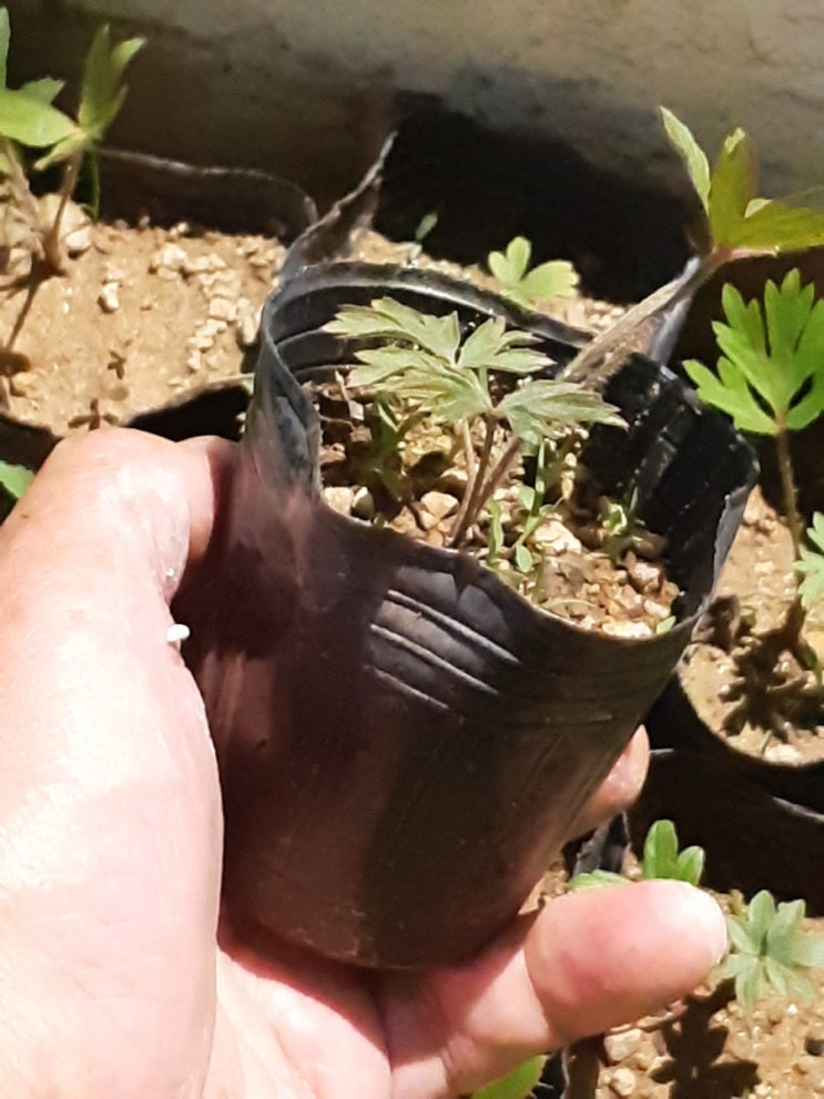 할미꽃 모종 판매