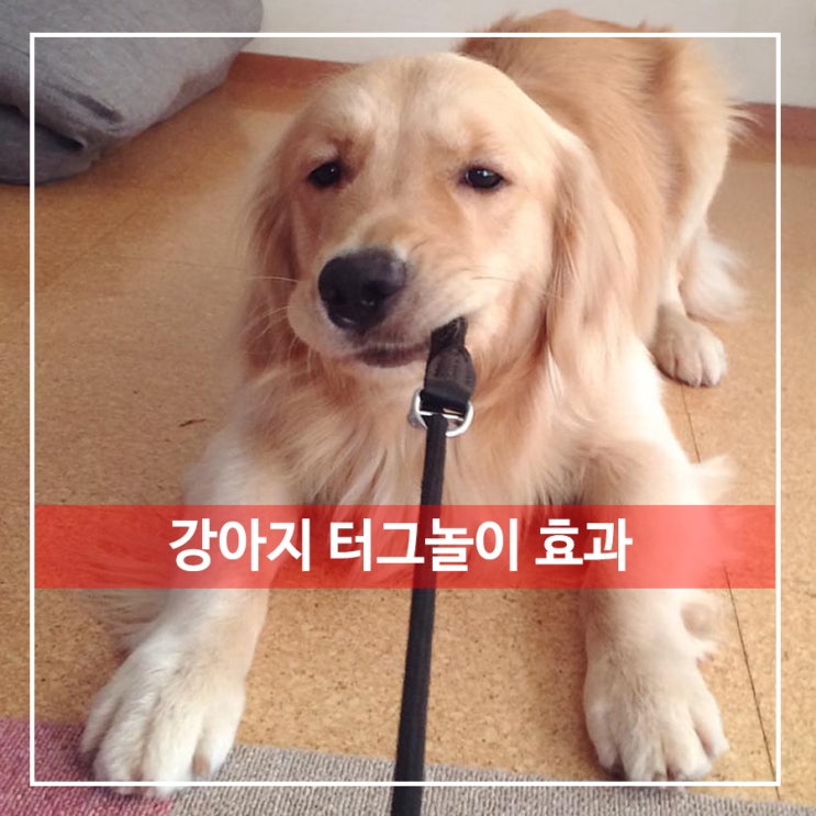  강아지 터그놀이 방법과효가