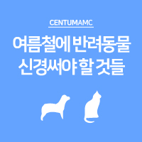  여름철 반려동물에게 신경써야 할 것들