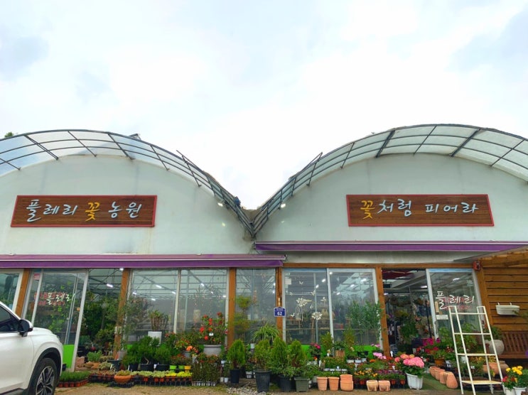  [호매실 꽃집] 플레리 꽃농원 | 다육이 키우기