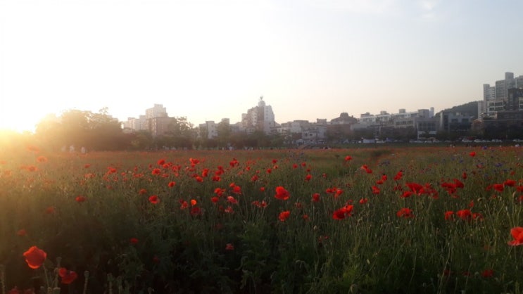  아연 영양제를 챙겨먹어야 하는 이유와 아연 효능, 결핍증상 알아보기