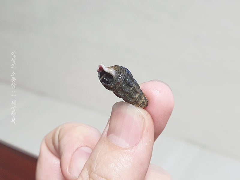 바다다슬기 갯고동 삶는법 포인트 알아봐요!