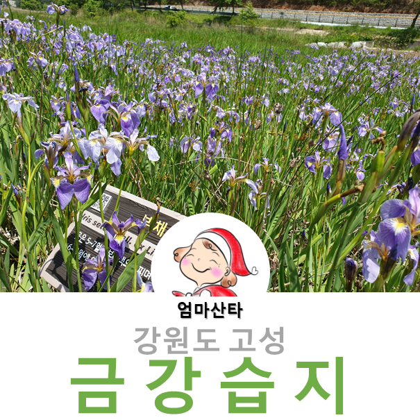 강원도 고성군 금강습지(화진포호) 강원도 고성군 금강습지(화진포호)