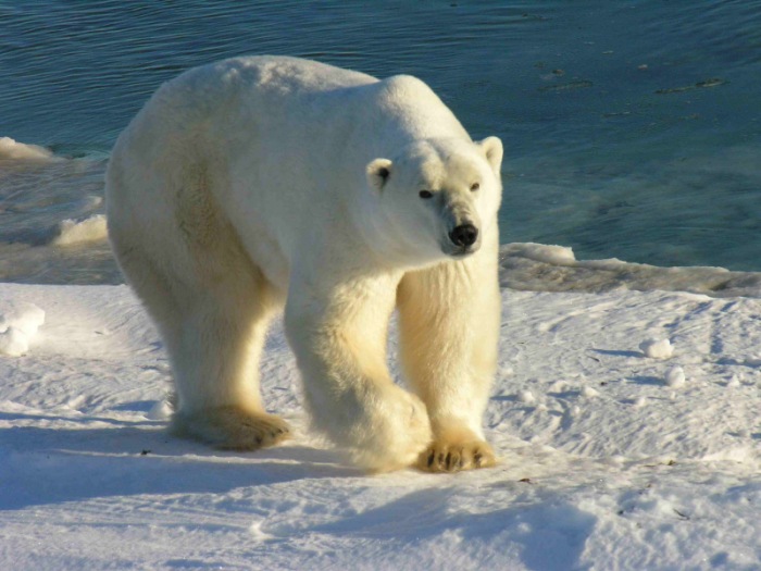 [생물도감] 북극곰 - 북부의 왕, 최강의 곰