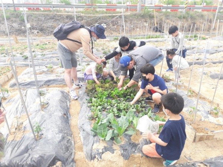 [ep 12] 아이들과 김포 주말농장에서 쌈채소 수확하기