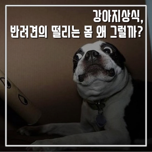  강아지상식, 반려견의 떨리는 몸 왜 그럴까?