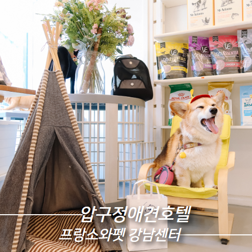 압구정애견호텔 고급애견용품 프랑소와펫 강남센터