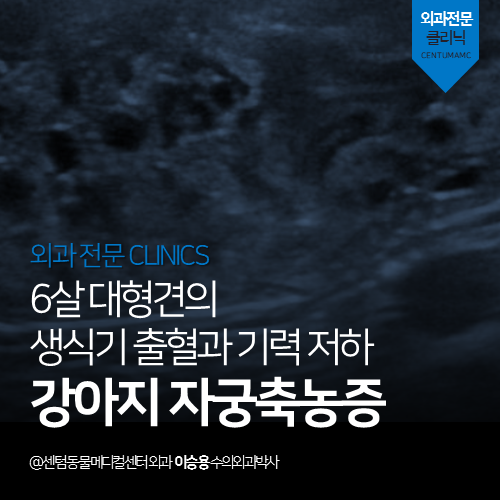  [외과] 강아지 자궁축농증 - 6살 대형견의 생식기 출혈과 기력 저하 (부산 수영역 강아지 응급 수술 잘하는 전문 동물병원, 빈혈)