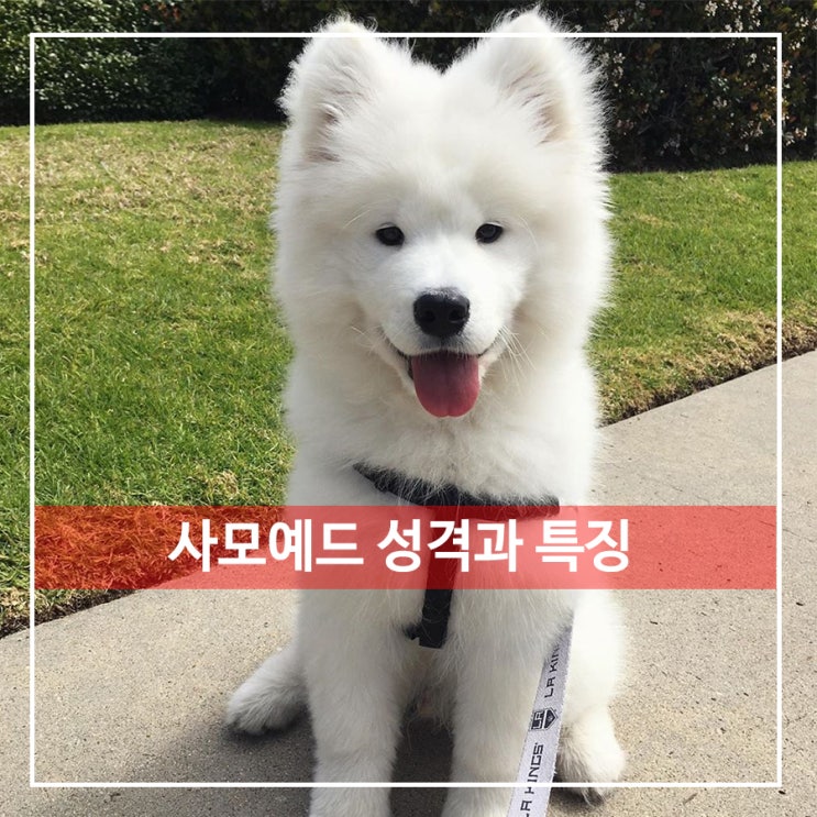  사모예드 성격 특징 알아보기