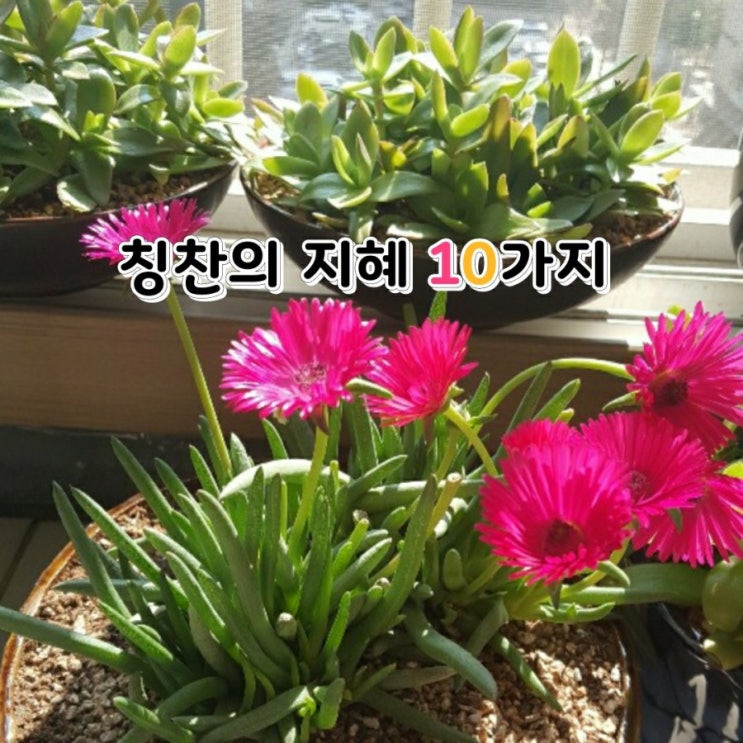 좋은글]칭찬의 10가지 지혜