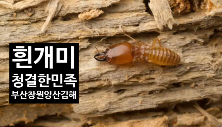  흰개미의 생태와 방제 방법