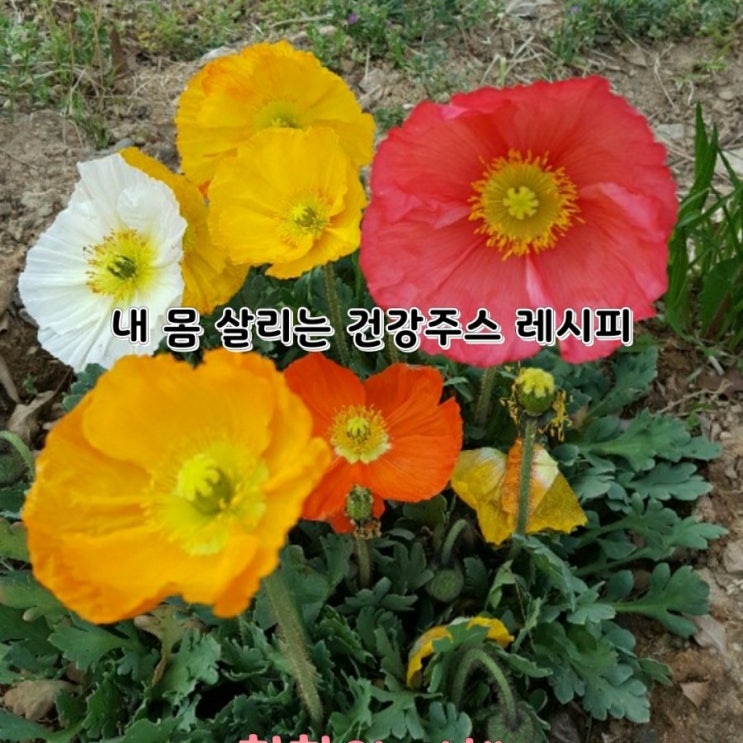 건강]내 몸 살리는 건강주스 레시피