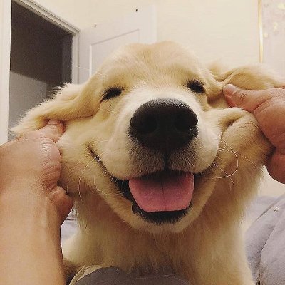  이유없이 우울하고 스트레스 받을때 힐링되는 동물사진!-[일산미대입시/예중/예고/덕원/고양/중산고/식사동/풍동/풍산동/덕이동/중산/대화/주엽/초등/중등/고등부/탄현바른미술학원]
