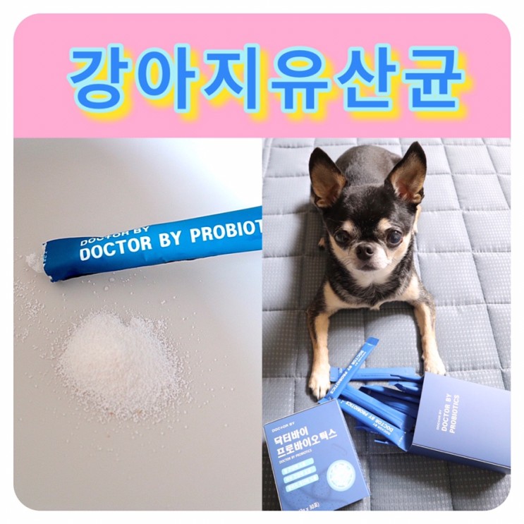[강아지 유산균] 닥터바이 프로바이오틱스::강아지장염/변비/설사예방 장건강up!
