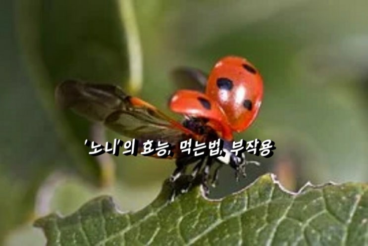 건강]'노니'의 효능, 먹는법, 부작용