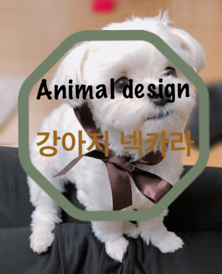 반려견넥카라, 강아지 꽃게 넥카라 후기-Animal design 목커버