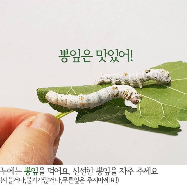 누에 키우는 법 훈코로살 먹이 고치