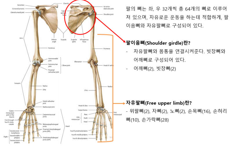 자유팔뼈(Free upper limb)에 대해 알아봅시다. : 네이버 블로그