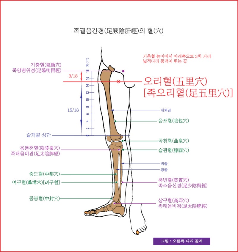 족궐음간경(足厥陰肝經)의 오리혈(五里穴)[족오리혈(足五里穴)], 음렴혈(陰廉穴), 장문혈(章門穴), 기문혈(期門穴) - 동의보감 ...