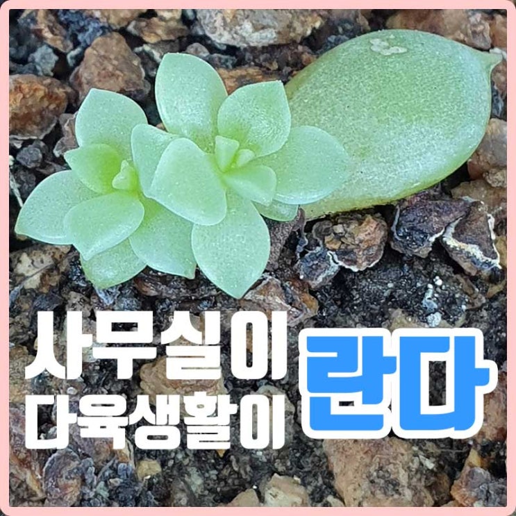  사무실식물놀이- 다육이 잎꽂이 성공!