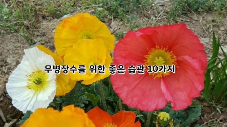 건강]무병장수를 위한 좋은 습관 10가지