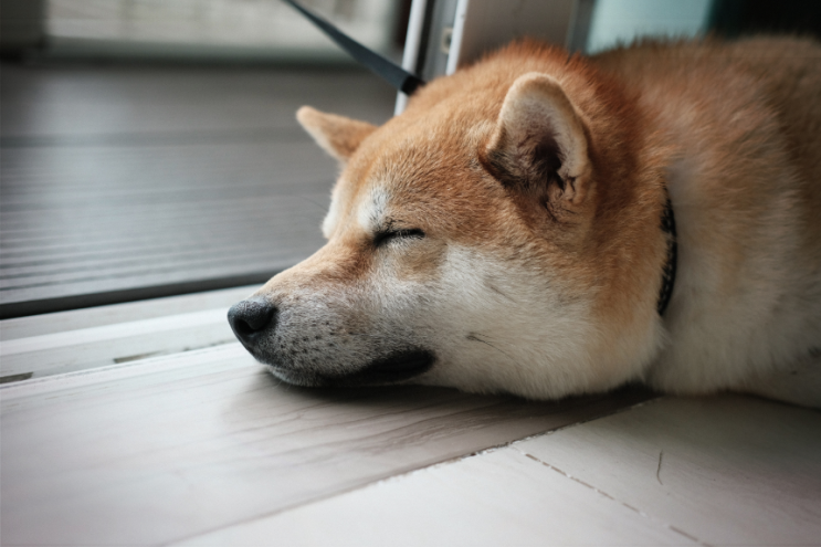  강아지 알레르기 증상 및 진단