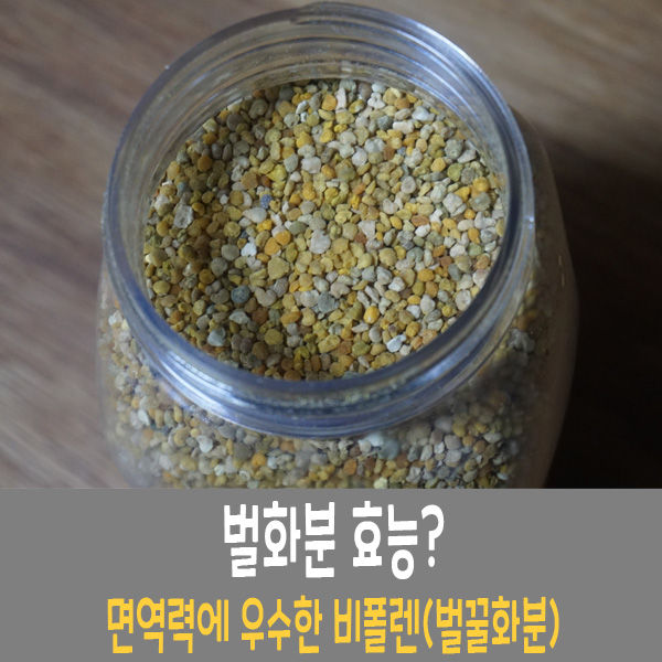 벌화분 비폴렌 벌꿀화분 효능 알고 먹자