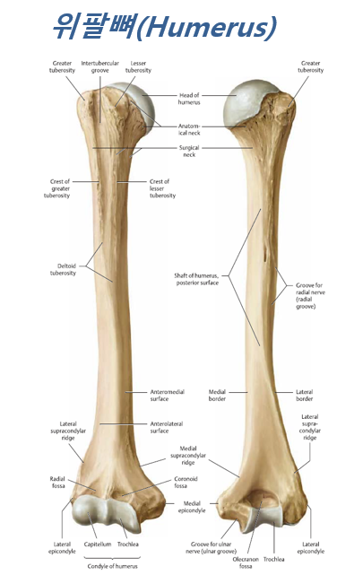 자유팔뼈(Free upper limb)에 대해 알아봅시다. : 네이버 블로그