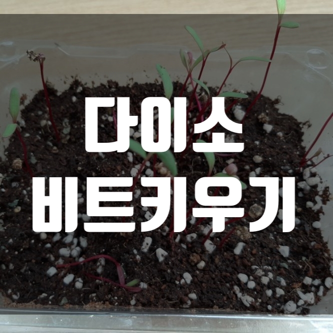  다이소 비트 키우기 3주째
