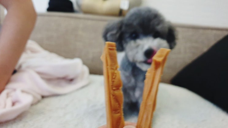  강아지 우유껌 만들기 실패 해결하다!