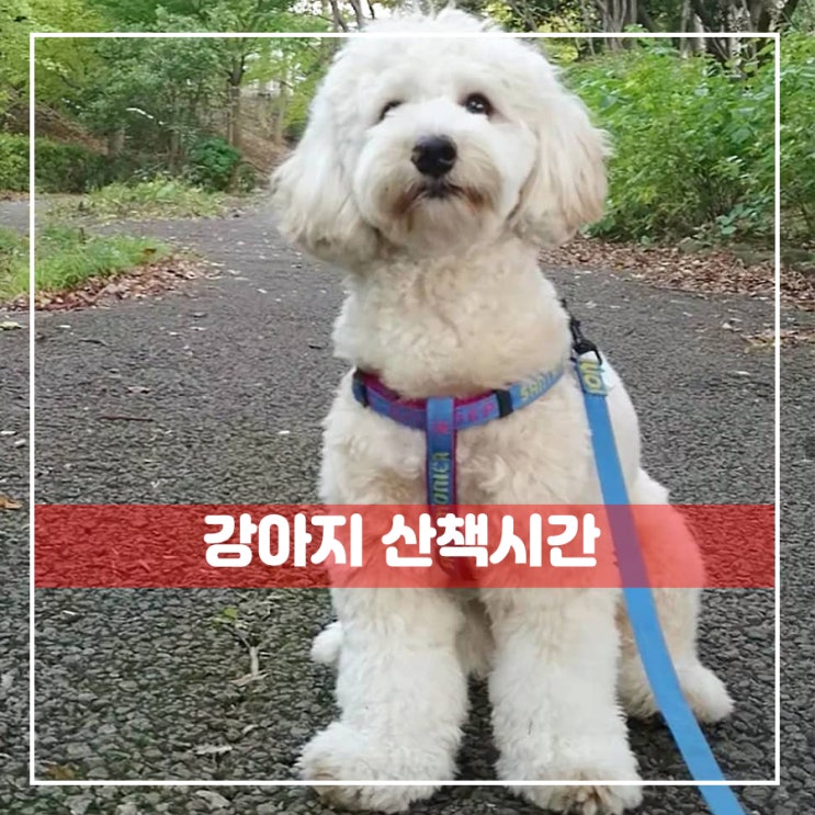  강아지 산책시간 알아볼까요