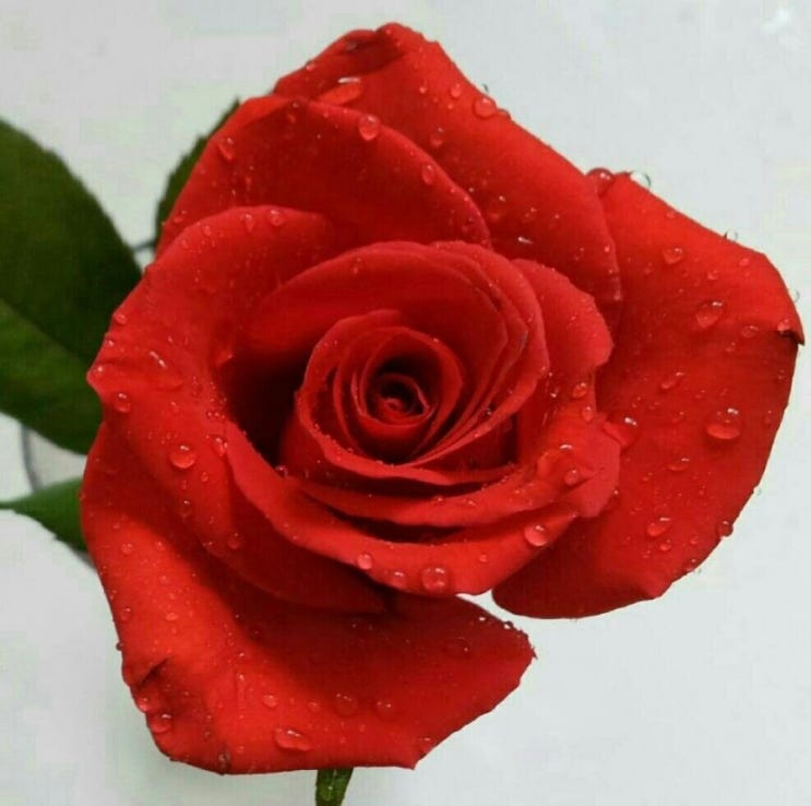  5월 29일 금요일