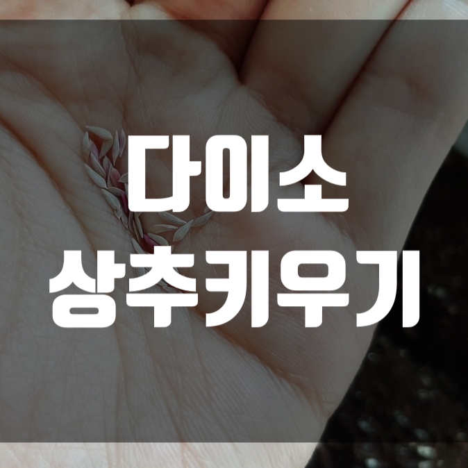  다이소 상추키우기 시작