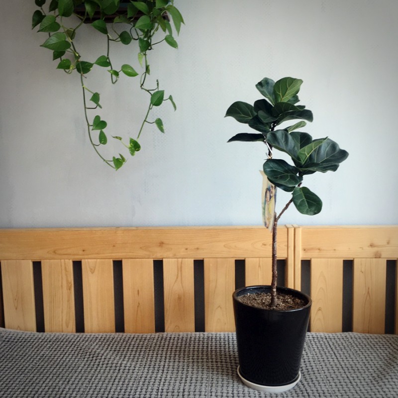 떡갈고무나무 누런잎 생긴 이유 & 가지치기로 풍성한 수형 만들기 : 네이버 블로그