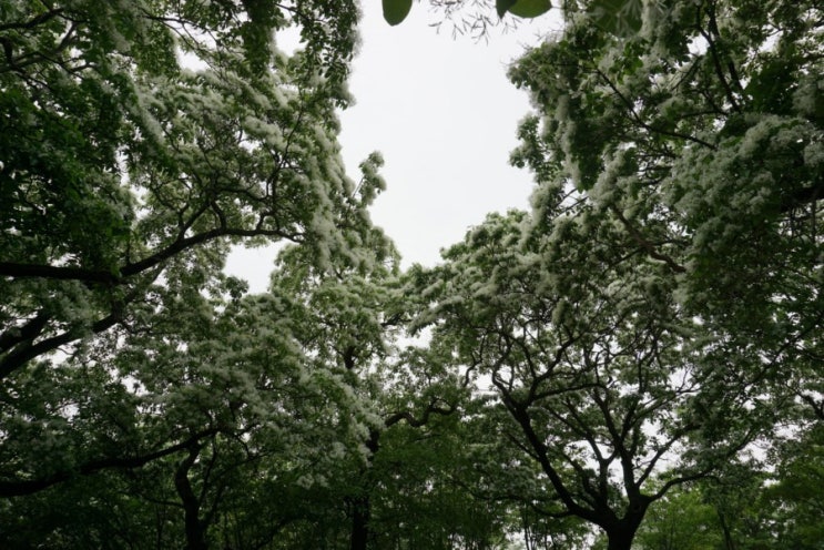 [대구-옥포] 햐안 천연보호림 - 교항리 이팝나무 군락지